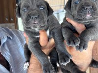İri mavi gözlü blue cane corso yavrularım