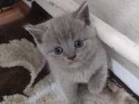 British shorthair 1 şubat doğumlu