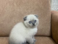 Blue point scottish fold bebekler
