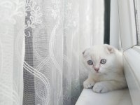 Birinci kalite kalıcı mavi gözlü scottish fold yavrular