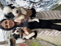 Zeka küpü border collie yavrularım