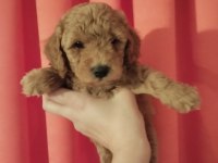 Orjinal toy poodle yavrularımız yeni yuvalarını arıyor