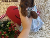KOREAN TOY POODLE YAVRULARI