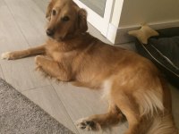 Golden retriever 6 yaşında