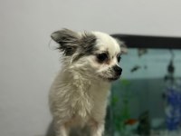 Longhair chihuahua 16 haziran doğumlu dişi