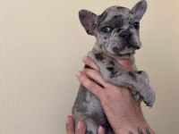 A+ Kalite FRENCH BULLDOG yavrularımız