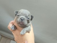 Egzotik ve standart fransız bulldog yavrularımız