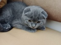 SAFKAN IRK SCOTTİSH FOLD KEDİLER