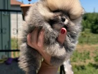 SAĞLIK VE IRK GARANTİLİ POMERANİAN BOO