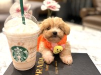 Tatlı mı tatlı maltipoo bebişler