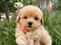 Kore Maltipoo