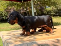 ŞECERELİ DACHSHUND YAVRULARI SOSİS
