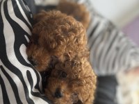 Kg garantili toy poodle yavrularım