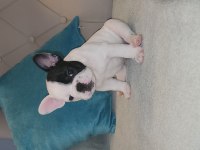 FRENCH BULLDOG YAVRULARIMIZ