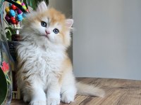 ALTIN BİBLO SAFKAN GOLDEN NY12 KEDİM