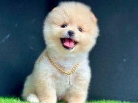 Sevimli Pomeranian Boo Yavrularımız
