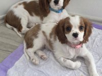 9 haftalık cavalier king charles yavruları erkek dişi