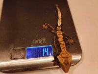 Yavru crested gecko