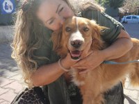 Altın Gönüllü Köpeğimiz Oğlumuz Chucky İçin Ömürlük Yuva