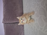 Kediler Çok çok uyguna gidiyorlar