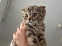 Babasının scottish fold oğlunu sahiplendiriyoruz