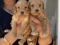 Sağlık ve ırk garantili toy poodle yavrularım