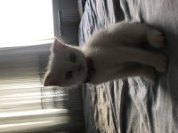 65 günlük scottish fold yavru