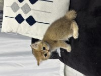A+ kalite british shorthair yavrular