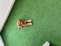 Toy Poodle Disi