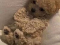 Toy Poodle Den Farksız Teacup Maltipoo Daha Uygunu Yok