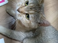 British shorthair kedimizi sahiplendirmek istiyorum