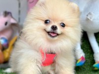 Sevimli Pomeranian Boo Yavrularımız