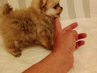 Orjinal pomeranian yavru köpeğimiz