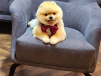 A Kalite Pomeranian Boo Ayı surat Tr En iyileri