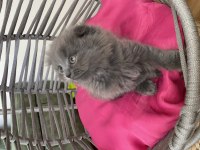 Son kalan scottish fold yavrum uyguna veriyorum