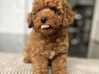 Toy Poodle Yavrumuz
