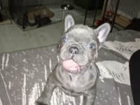 EGZOTİC BLUE FRENCH BULLDOG DAHA İYİ ANATOMİ YOK