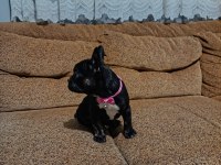 AA kalite french bulldog dişi