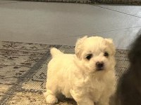 Doktordan maltese dişı 2 aylık yavru