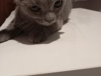 Scottish fold
