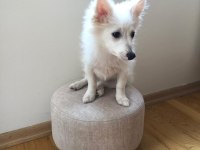 5 aylık japon spitz yavru
