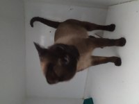 Yakışıklı siyam kedimiz british longhair