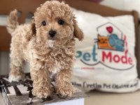 Tea Cup Kore Maltipo Yavrular Ziyarete Açık