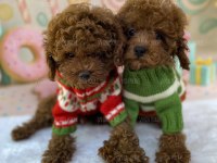 Sağlıklı Premium Toy Poodle Yavrular
