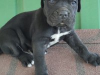İTALYAN MASTİF CANE CORSO YAVRULARIMIZ