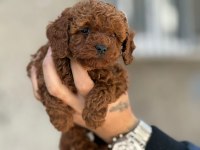 Erkek / Dişi Toy Poodle
