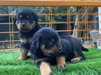 İki adet dişi yavru rottweiler