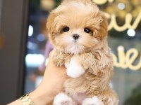 Sevımlı Sevgılı Dolu Toy Poodle Bebıslerımız