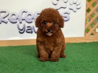 Toy Poodle Bebekler Referans Yavru