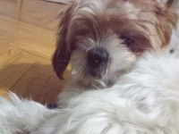 Sevimli bir dost shih tzu